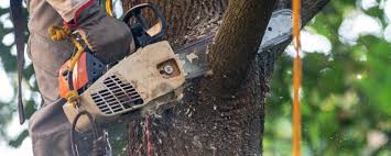 Best Tree Disease Treatment  in Beaver Dam, KY